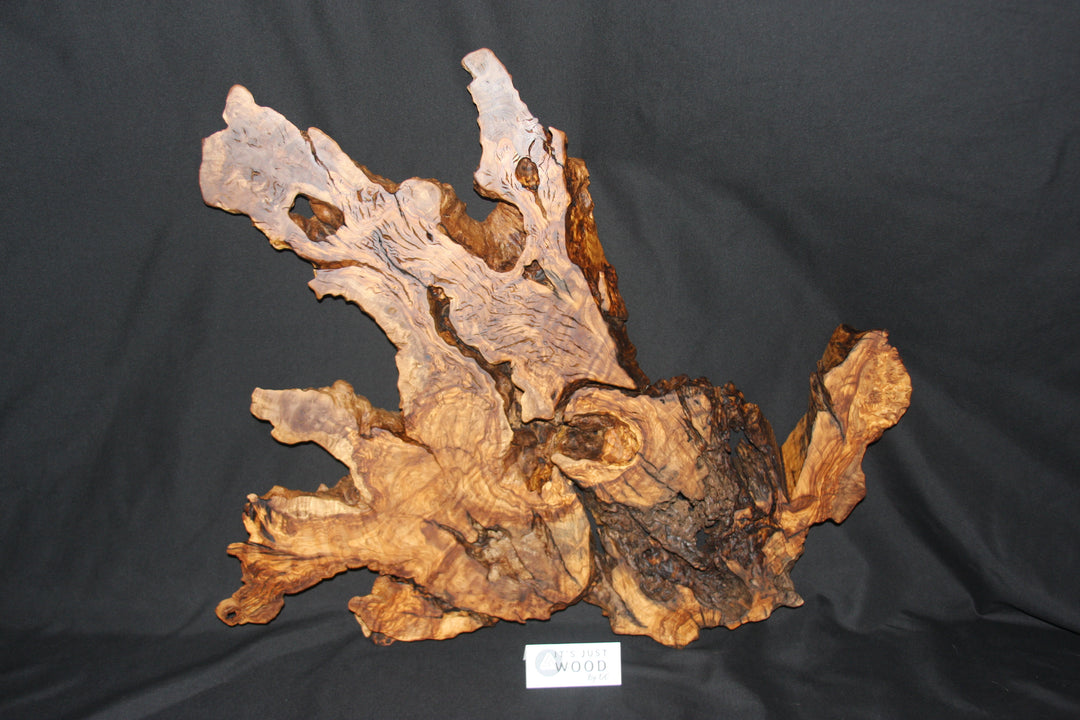 Ancient old growth olive wood root burl wall art
